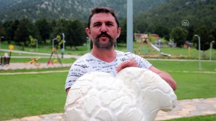 7 kilo 125 gramlık dev mantar bulundu - DENİZLİ