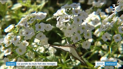 Nord : la pyrale du buis, cette chenille qui détruit les jardins