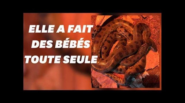 Anna l'anaconda a fait des bébés toute seule