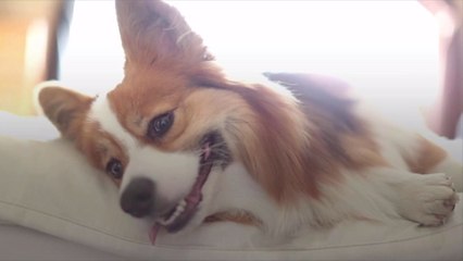 This Corgi Café Might Just Be the Purest Thing on the Planet