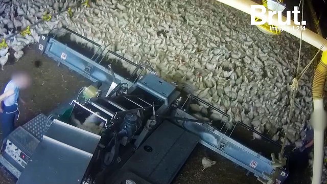 Les conditions de vie des poulets en élevage intensif