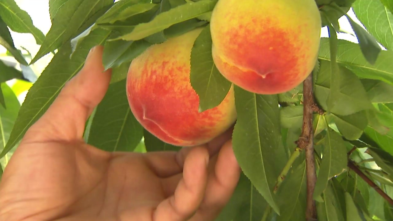 여름 과일 '복숭아' 벌써 출하..."지난해보다 생산량 증가" / YTN