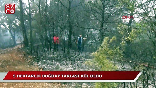 Serik'te tarlada başlayan yangın ormana sıçradı