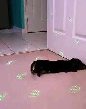 En boite de nuit ce chien devient fou avec les lasers !