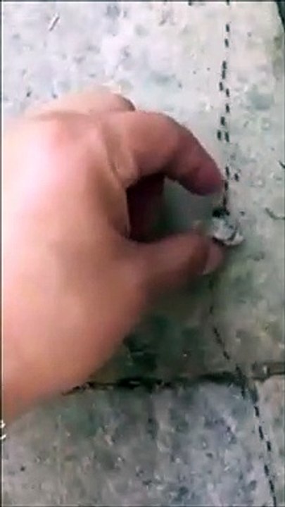 Créer un embouteillage de fourmis avec un simple caillou !