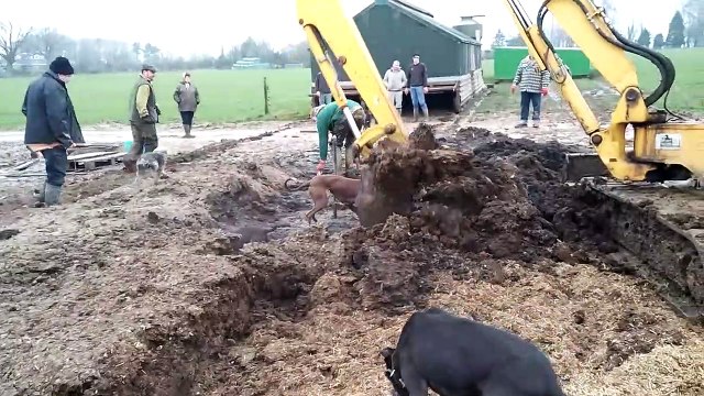 Ils découvrent des centaines de rats en creusant le sol et leurs chiens deviennent fous