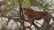 Un tigre se retrouve en haut d'un arbre pour chasser un singe et va le regretter