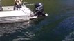 Ce jeune phoque grimpe dans un bateau pour échapper à une orque