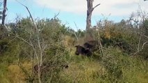 BUFFALO HERD RESCUE BABY BUFFALO FROM WILD DOG HUNTING - BEST ANIMALS SAVE