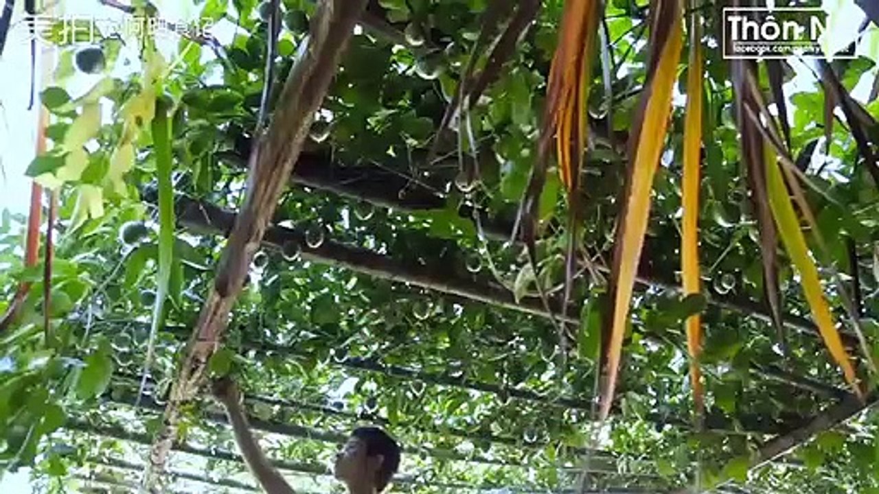 A Minh