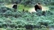 Bear Chases and Kills Bison Cub in front of Mother Bison!