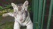 Dos crías del amenazado tigre blanco llegan al Zoo Nicaragua