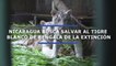 Nicaragua busca salvar al tigre blanco de bengala de la extinción