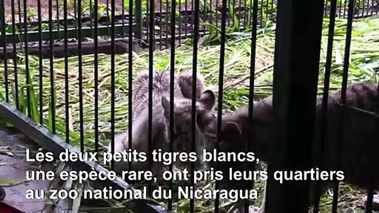 Deux petits tigres blancs arrivent au zoo national du Nicaragua
