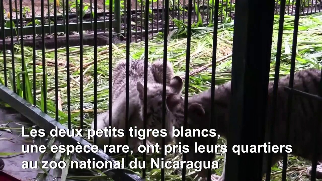 Deux petits tigres blancs arrivent au zoo national du Nicaragua