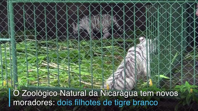 Tigres Brancos chegam ao Zoológico da Nicarágua