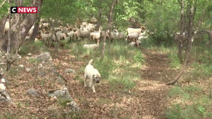 Plan loup : l'Etat face à la colère des éleveurs