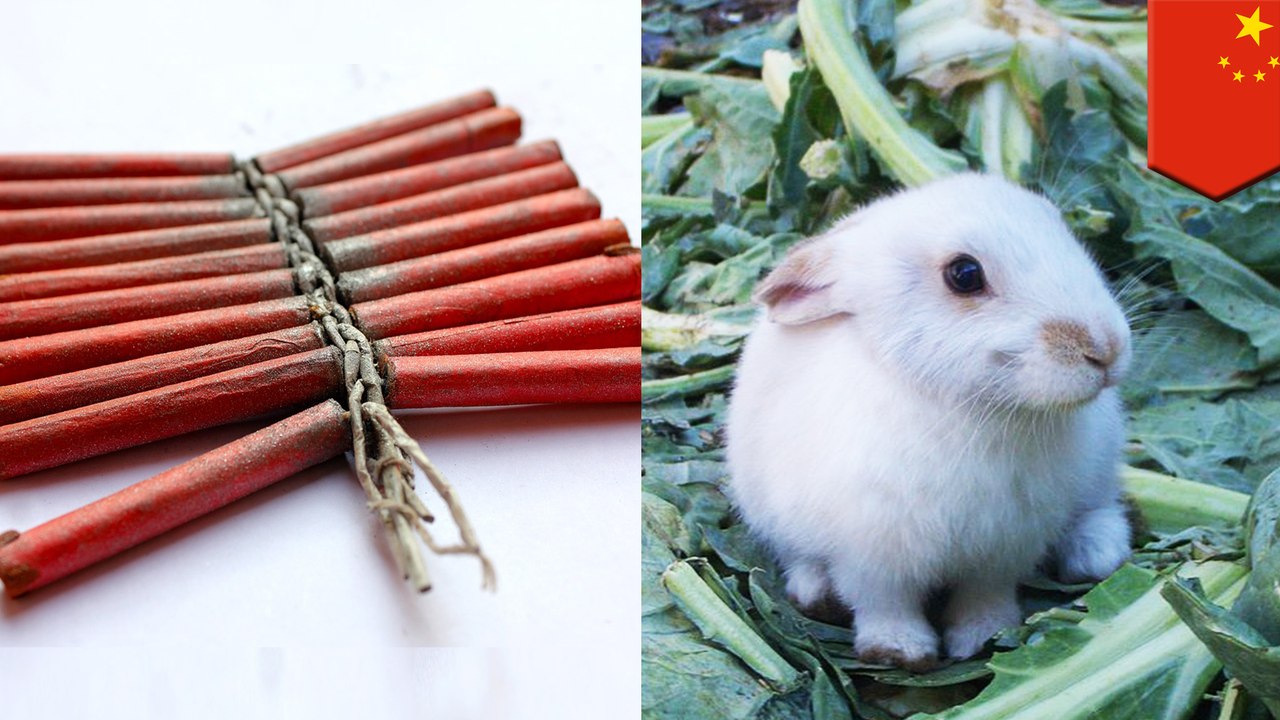 爆竹の音で約1万匹のウサギがショック死 トモニュース 動画 Dailymotion