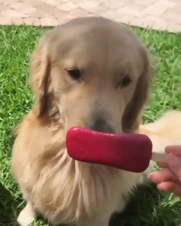 Ce chien est plus malin que ses deux amis