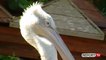 Report TV - Dita Botërore e pelikanit kaçurrel, festë në Parkun e Divjakës
