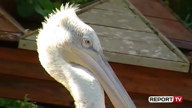 Report TV - Dita Botërore e pelikanit kaçurrel, festë në Parkun e Divjakës