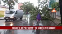SHKODËR, RRËZOHEN PEMËT NË UNAZËN PERËNDIMORE