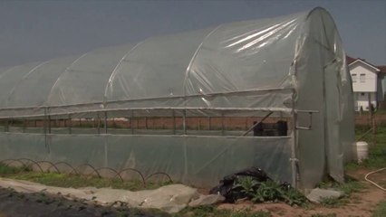 Deri tani janë realizuar rreth 85% e mbjelljeve pranverore-Lajme