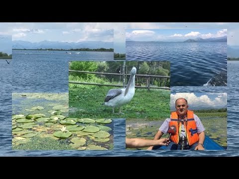 Report TV -Imazhe të rralla, Pelikani Kaçurel 'shfaqet' në liqenin e Shkodrës