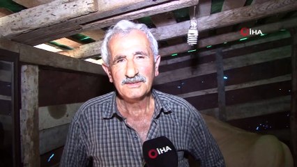 Ahırda yalnız kalan ineğe aynalı terapi