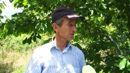 Reshjet dëmtojnë qershitë - Top Channel Albania - News - Lajme