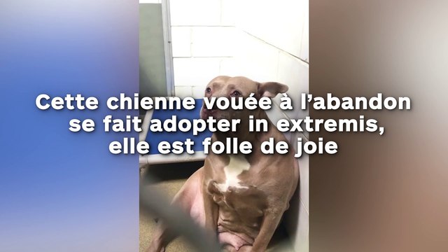 Cette chienne vouée à l’abandon se fait adopter in extremis, elle est folle de joie !