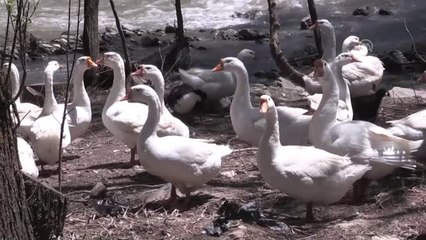 "Muş'u kaz yetiştiriciliği merkezi yapmayı düşünüyoruz"