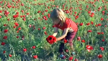 Muş Ovası kırmızıya büründü