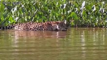 Lion vs Python, Hyena vs Wild dogs to dispute prey | Is the crocodile really the king of the swamp?