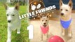 Little Friends: Dogs & Cats Part 1 - Meet Tikal ! - No Commentary (Switch)