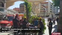 Herido un hombre por la caída de una rama en la calle Laraña
