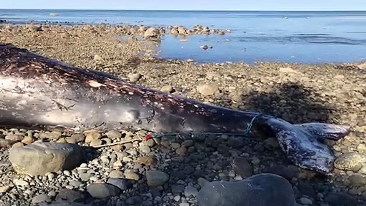 Gray whale washed up dead on a shore of Canadian archipelago