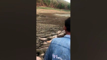 Tragic moment dozens of giant catfish are dragged from drought-hit reservoir