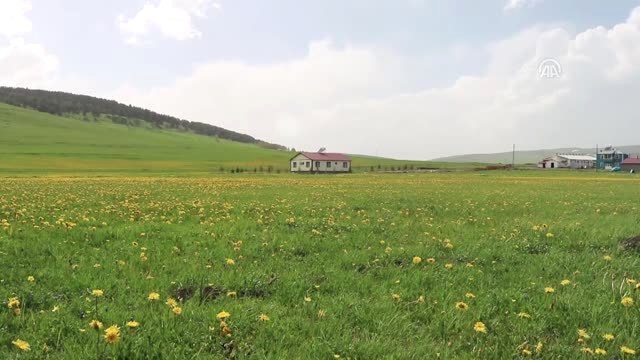 Doğu'da baharla gelen görsel şölen - KARS/