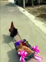 Gelin Olmuş Gidiyorsun