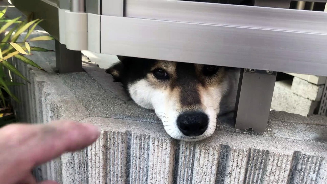 可愛い柴犬 shiba inu