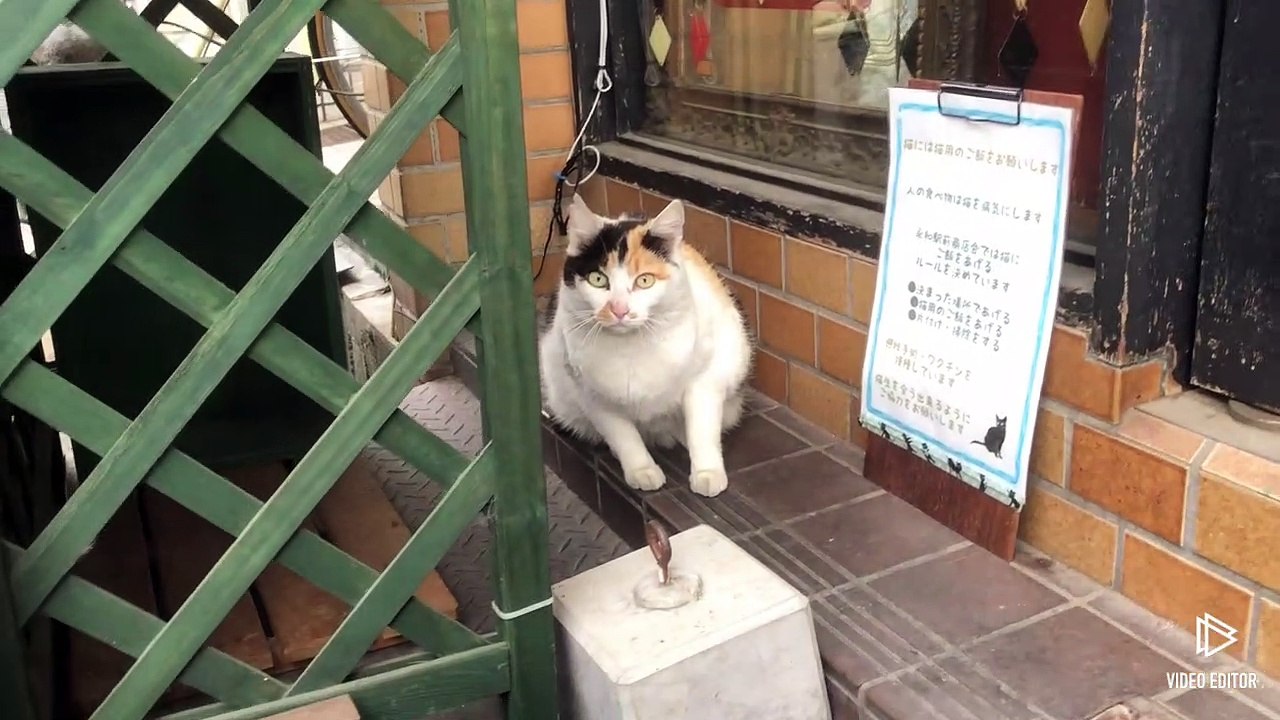 商店街で見かけた野良猫 stray cat
