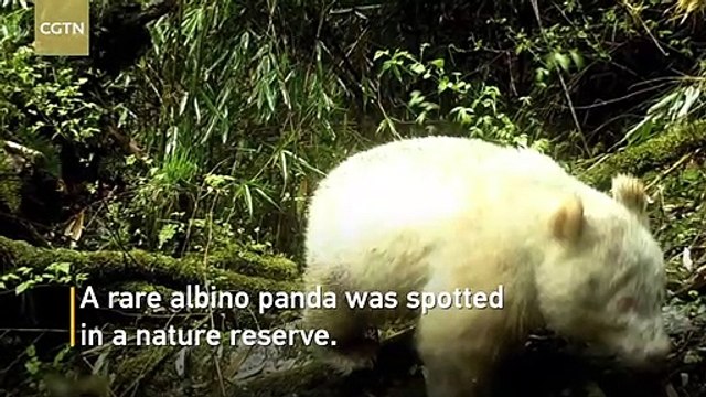 Un panda géant albinos filmé par une caméra