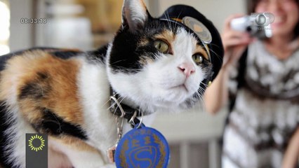 Pas qenit besnik Haçiko, një mace do të ketë bustin e saj në hekurudhë - Top Channel Albania