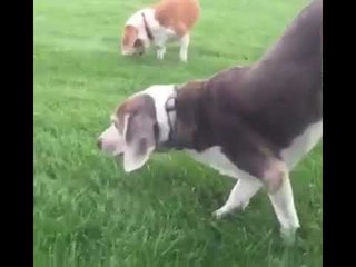 I think my dog might be broken?