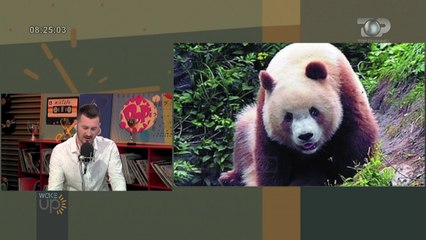 Wake Up/ Fotografia e parë në botë e pandës albine