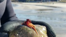 Diver Discovers Baby Octopus Hidden Inside a Seashell