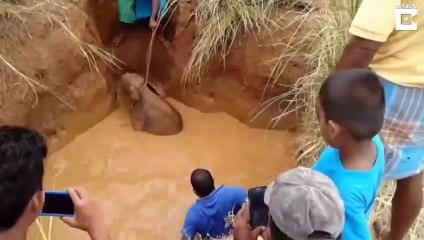 Tout le village tente de sauver un bébé éléphant coincé dans la boue !
