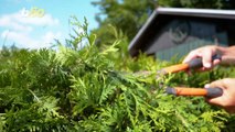 Battle Over Bushes! Security Camera Footage Shows Woman Dumping Hedge Clippings Onto Neighbor’s Driveway!