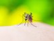 Piqûre de moustique : 4 remèdes naturels